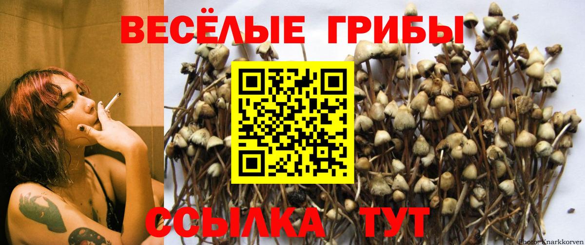 Саров  Псилоцибиновые грибы Psilocybine cubensis  Вход с VPN  Псилоцибиновые грибы Magic Shrooms 